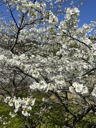 ４月になりました！！！